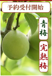 2012年度青梅,完熟梅の予約受付中(梅酒用,梅干し用の青梅・完熟梅)